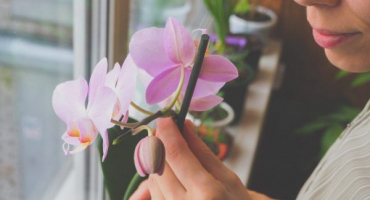 Klíště na orchideji - jak se zbavit škůdce